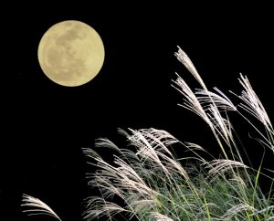 Silver Grass – Gold Moon