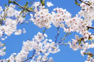 Sakura – Haiku