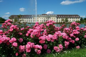 Roses in the Palace Garden